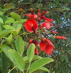 Erythrina crista-galli