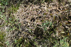 Nepeta ucranica