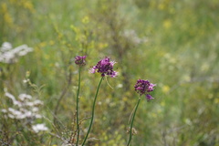 Allium rubens