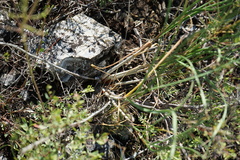 Allium rubens