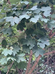 Acer opalus obtusatum