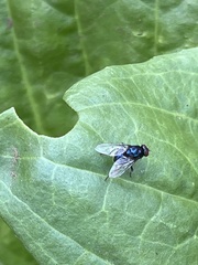 Diptera