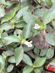 Phaulopsis imbricata