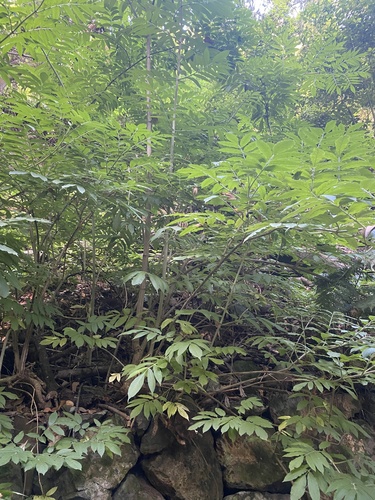 Sambucus palmensis, photograph 2