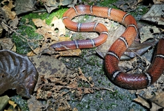 Oligodon albocinctus