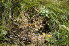 Nepeta ucranica