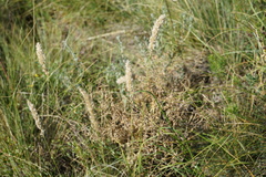 Nepeta ucranica