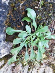 Globularia cordifolia