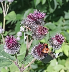 Volucella tabanoides