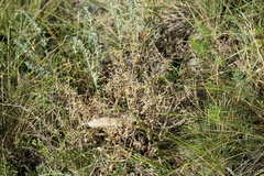 Nepeta ucranica