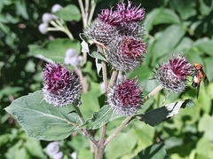Volucella tabanoides