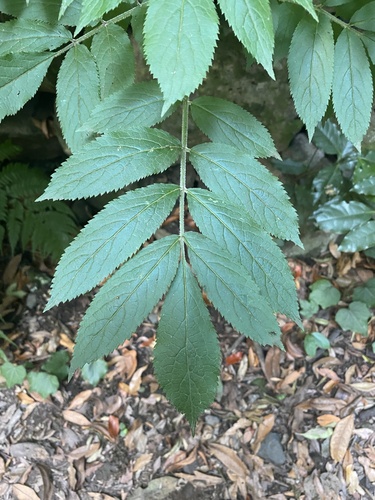 Sambucus palmensis, photograph 4