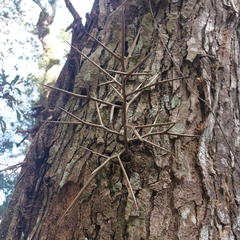 Gleditsia amorphoides
