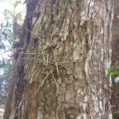 Gleditsia amorphoides