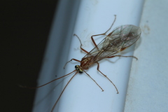 Ophion obscuratus