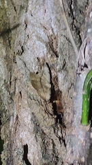 Hypopyra vespertilio
