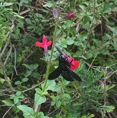 Xylocopa