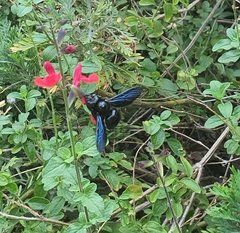 Xylocopa