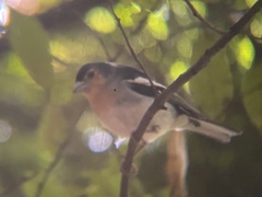 Fringilla coelebs palmae