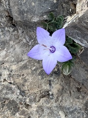 Campanula fragilis fragilis