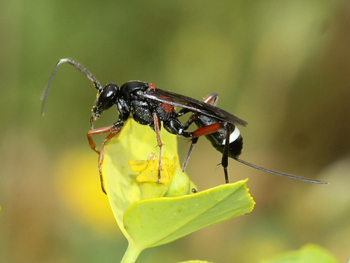 Synechocryptus mactator