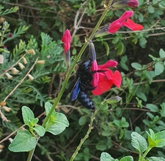 Xylocopa
