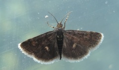 Heliothela wulfeniana