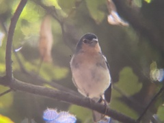 Fringilla coelebs palmae