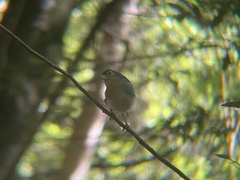 Fringilla coelebs palmae