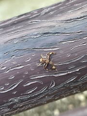 Strigoplus guizhouensis