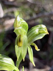 Pterostylis viriosa