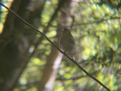 Fringilla coelebs palmae