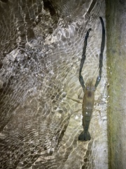 Macrobrachium formosense