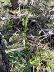 Pterostylis viriosa