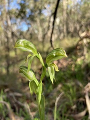 Pterostylis viriosa