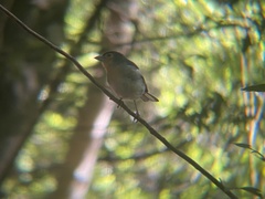 Fringilla coelebs palmae