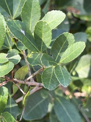 Searsia natalensis