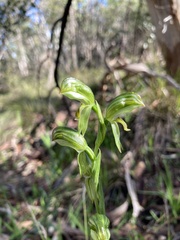 Pterostylis viriosa