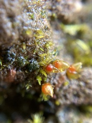 Acaulon