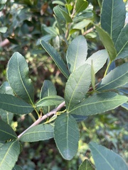 Searsia natalensis