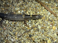 Tropidophorus sinicus