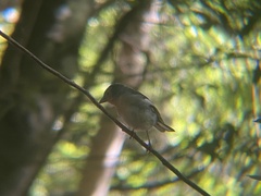 Fringilla coelebs palmae