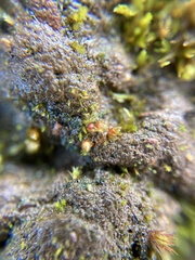 Acaulon