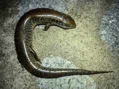 Ateuchosaurus chinensis