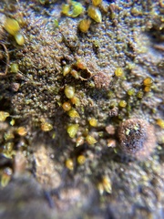Acaulon