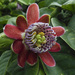 Passiflora alata - Photo (c) Laura Rojas,  זכויות יוצרים חלקיות (CC BY-NC-ND), uploaded by Laura Rojas
