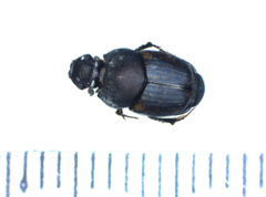 Onthophagus fracticornis