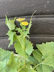 Sonchus oleraceus