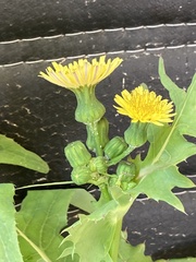 Sonchus oleraceus