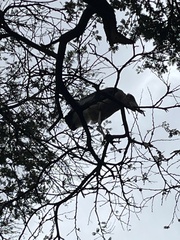 Leptoptilos crumenifer